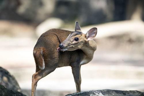 毒狼图片,揭秘神秘生物的恐怖面纱